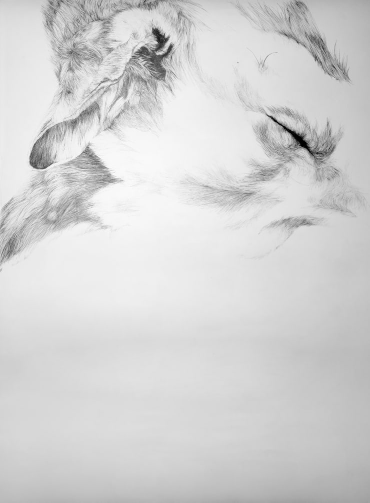 Florian Sông Nguyen, Les chiens errants n12, 2022