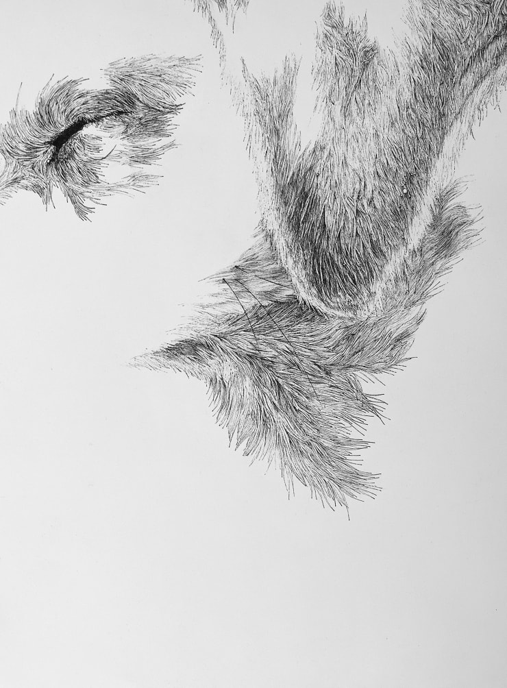 Florian Sông Nguyen, Les chiens errants n8, 2022