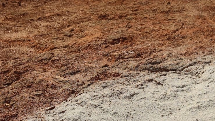 Maria Laet, Uma Árvore, 2021