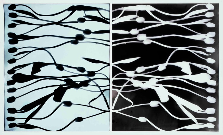 Kunié Sugiura, Stacks Tulips C1 and C1 positive, 1996