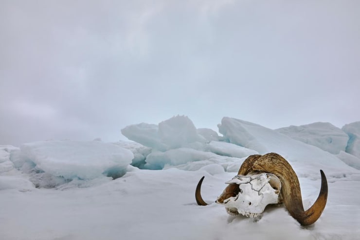 Amanda Rica Taylor, Life On Ice (Muskox), 2019