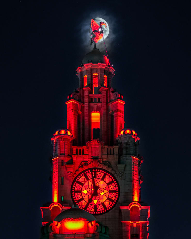 Ant Dailey, Red Liver Bird, 2021