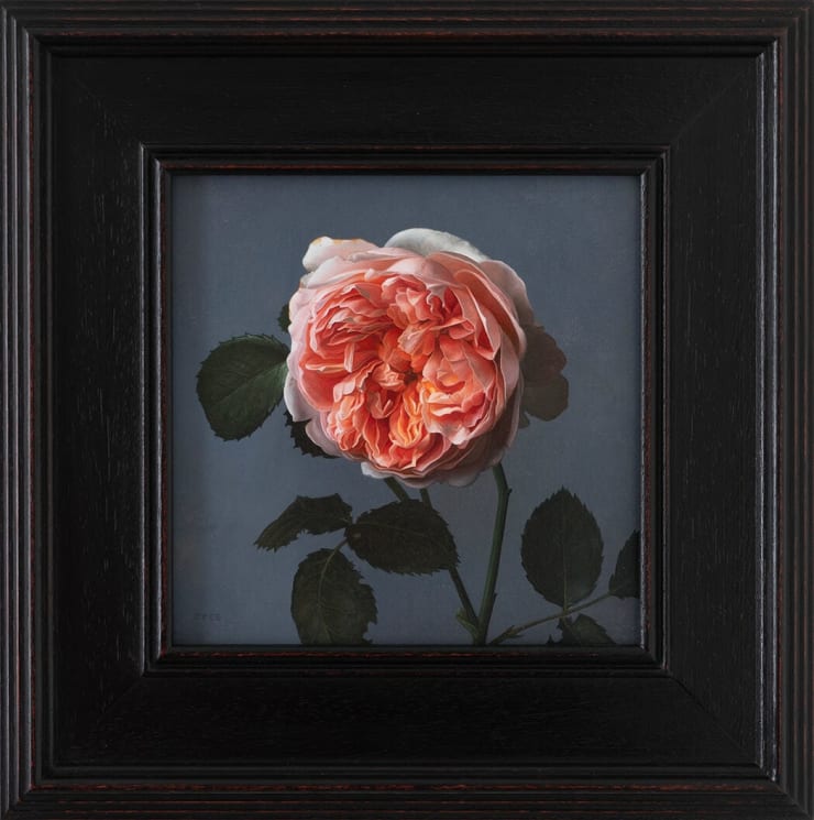 Jane Beharrell, Pink Rose, 2025