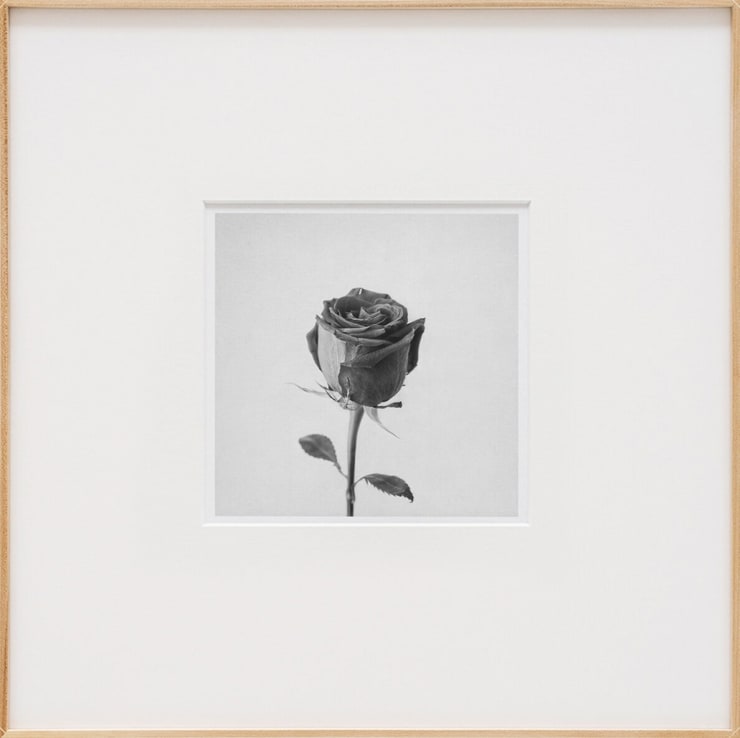 Iván Franco Fraga, Rose, 2023