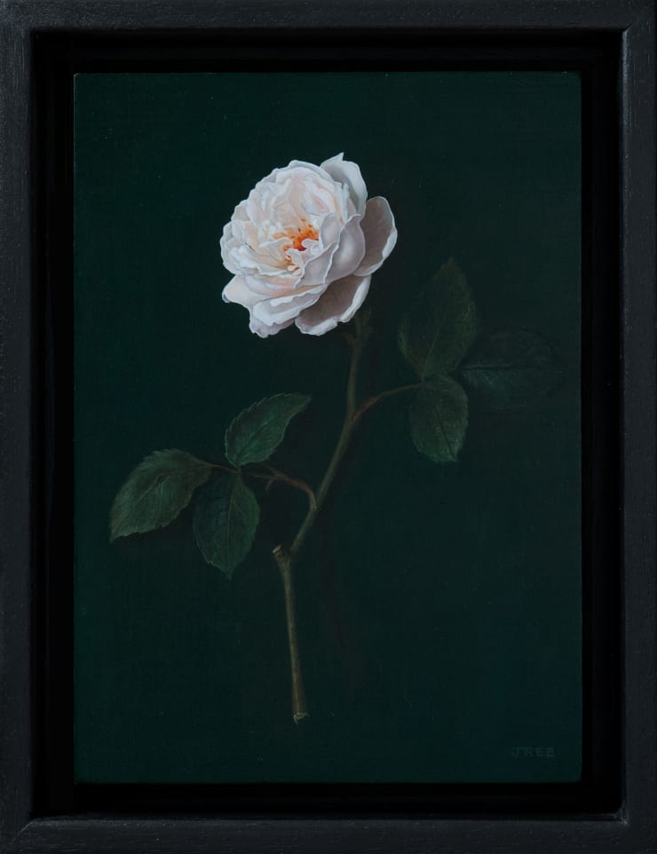 Jane Beharrell, White Rose, 2023