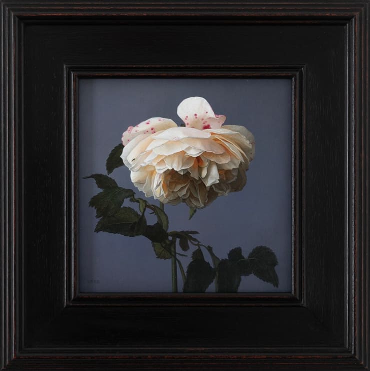 Jane Beharrell, White Rose, 2025