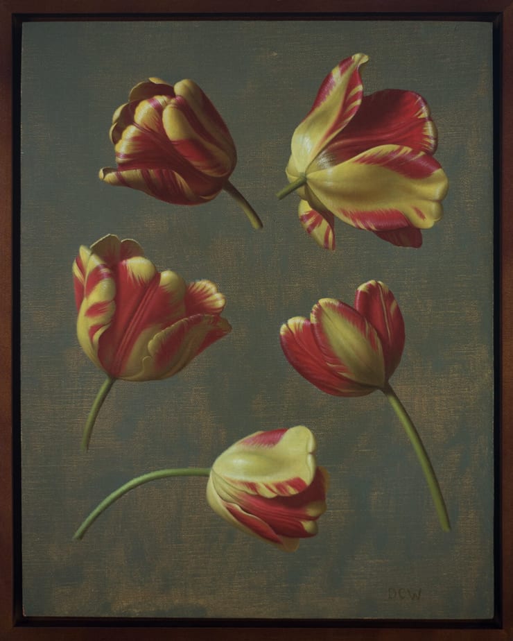 Red and Yellow Tulip Studies, 2025 Devin Cecil-Wishing