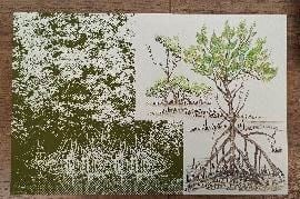 Sonia Mehra Chawla Mangrove I, 2024 Graphite, oil-based color pencil, printing ink, serigraphy on archival paper 12 x 18 in