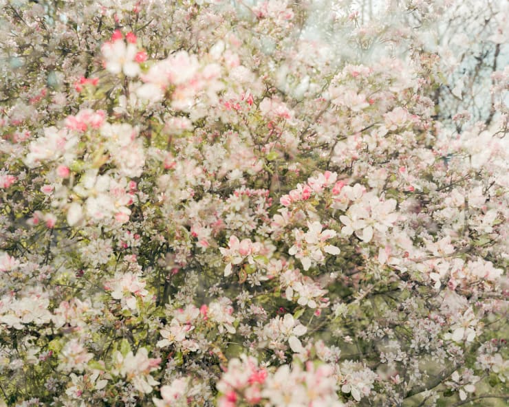 Casey Moore, Blossom #10