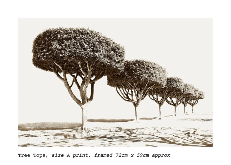 Stuart Redler, Tree Tops, Malaga