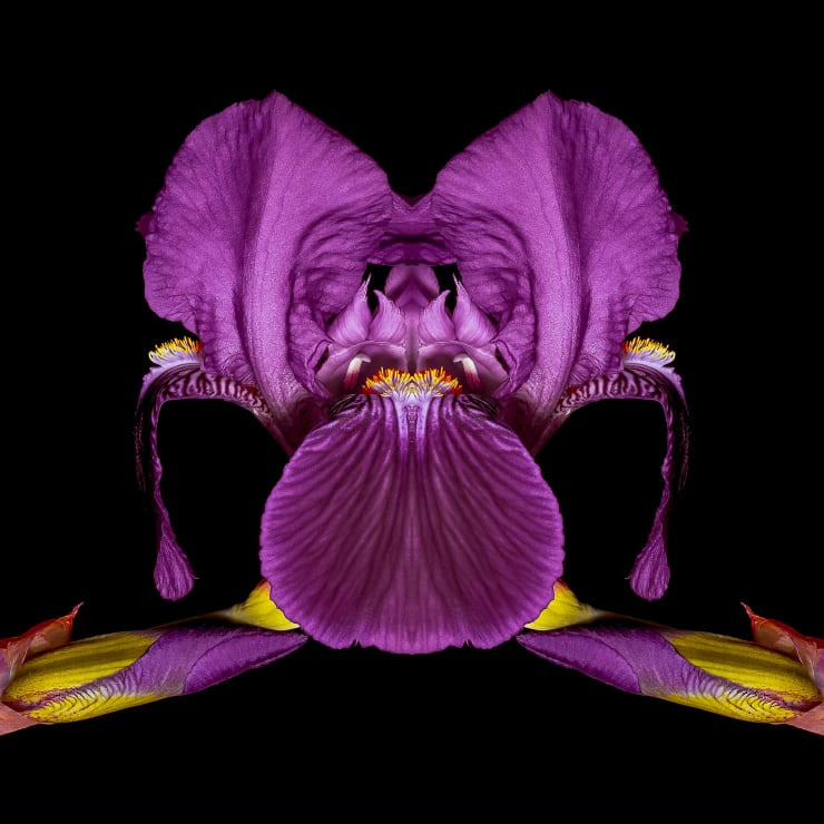 Daniele Mah - Fuschia Queen , 2023