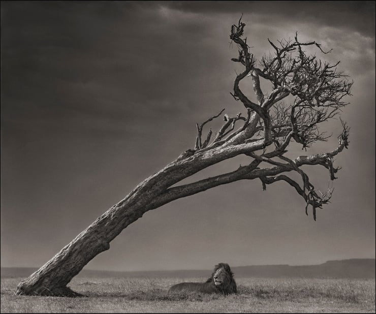 Nick Brandt, Lion Under Tree
