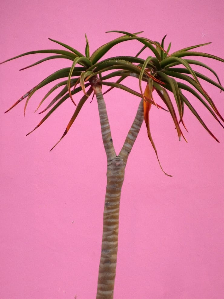 Kitty Chou - Seeing Pink, 2017