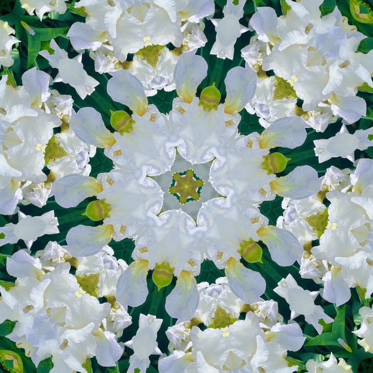 Christine Terres, Iris Eyes Are Smiling, 2024