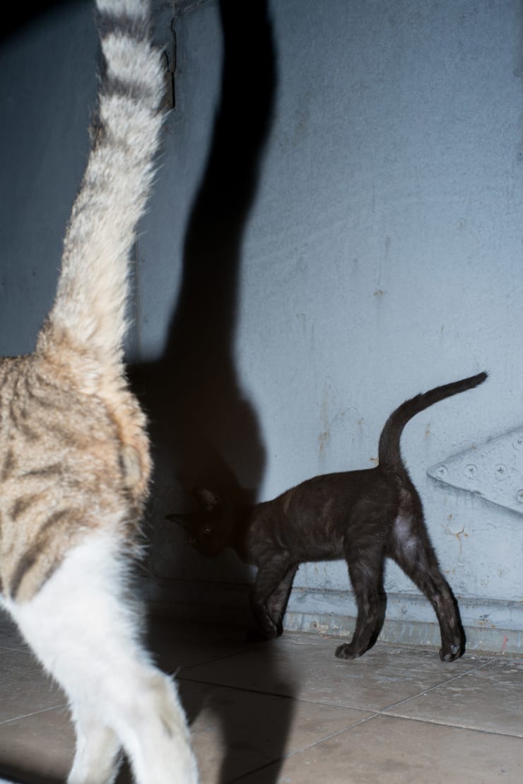 冯立 Feng Li, 两只猫 | Two cats, 2017