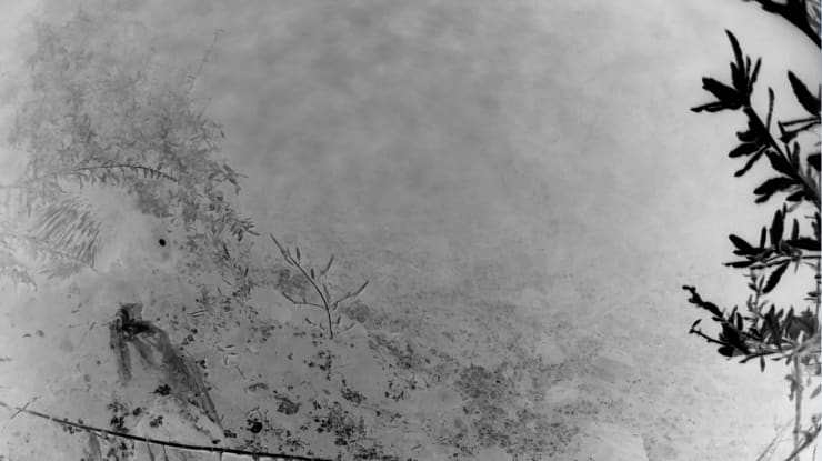 陈萧伊 Chen Xiaoyi, 心跳:雨中的豪猪 Heartbeat: Porcupine in the rain, 2021