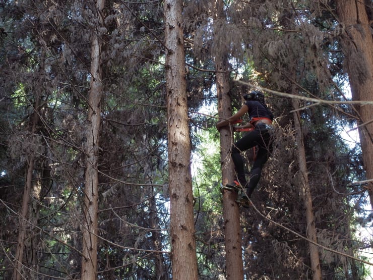 童文敏 Tong Wenmin, 树梢 | Treetops, 2017