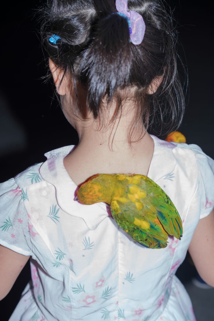 冯立 Feng Li, 鸟和女孩 | The bird and girl, 2017