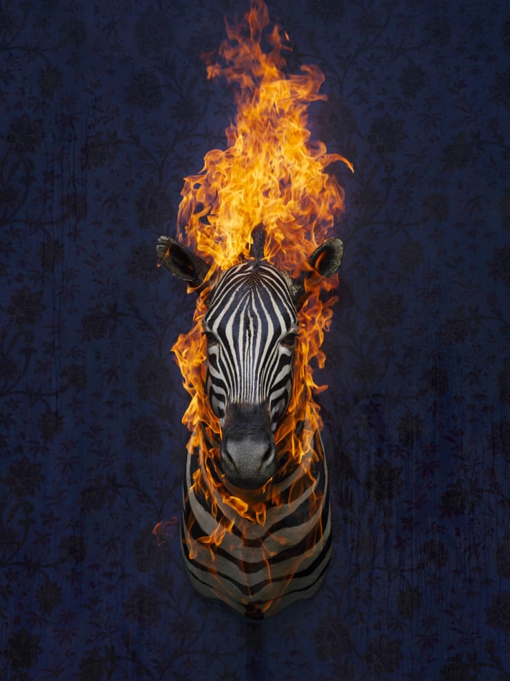 Christian Houge, Zebra 2, 2019