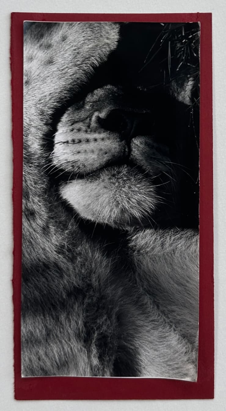 Wolfgang Suschitzky, Lion cub (Kingdom of The Beasts) , 1956