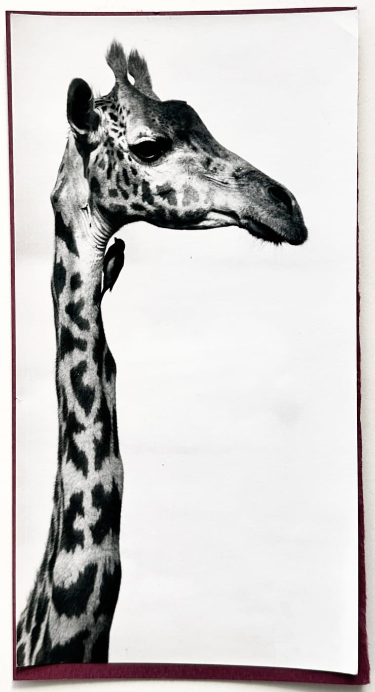 Wolfgang Suschitzky, Giraffe 1 (Kingdom of The Beasts) , 1956