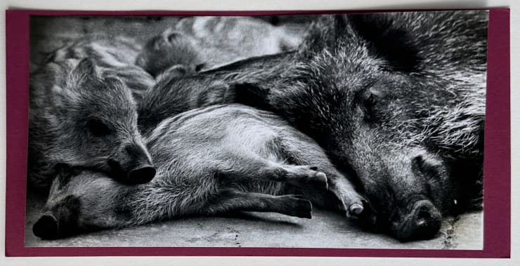 Wolfgang Suschitzky, Boar (Kingdom of The Beasts) , 1956