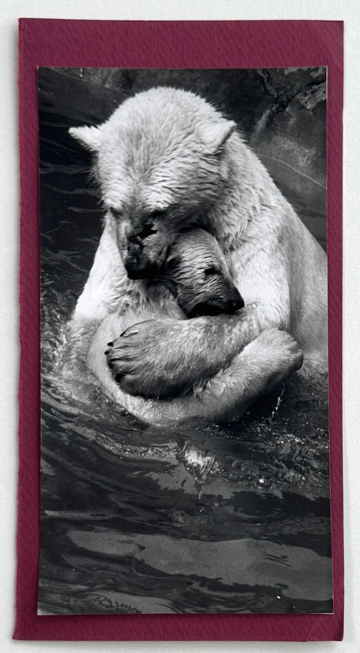 Wolfgang Suschitzky, Polar Bear and cub (Kingdom of The Beasts) , 1956