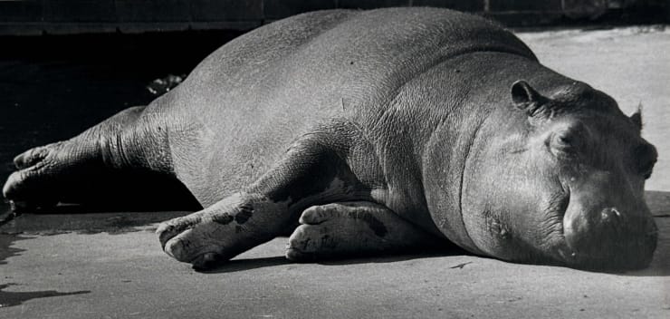 Wolfgang Suschitzky, Hippo (Kingdom of The Beasts) , 1956