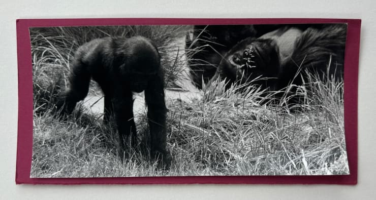Wolfgang Suschitzky, Gorillas (Kingdom of The Beasts) , 1956