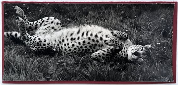 Wolfgang Suschitzky, Cheetah (Kingdom of The Beasts) , 1956