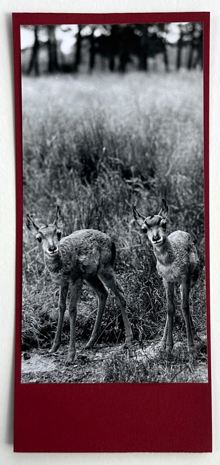 Wolfgang Suschitzky, Two Fawns (Kingdom of The Beasts) , 1956