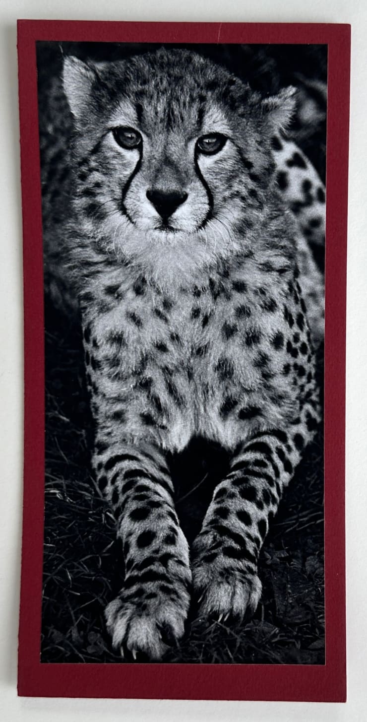 Wolfgang Suschitzky, Cheetah (Kingdom of The Beasts) , 1956