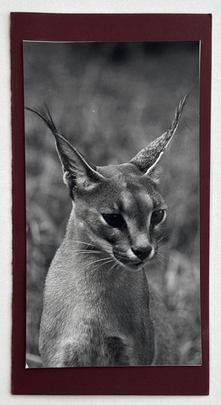 Wolfgang Suschitzky, Caracal (Kingdom of The Beasts) , 1956