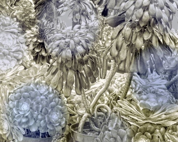 Helen Sear Succulent 2, 2020 Hahnemuhle Fine Art Pearl Paper 80 x 100 cms 31 7/16 x 39 5/16 ins