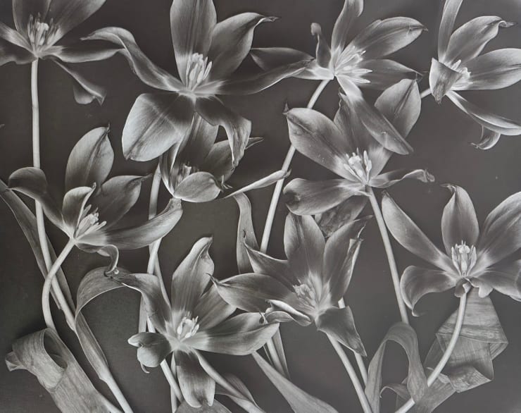 Tulipa 1984-2003