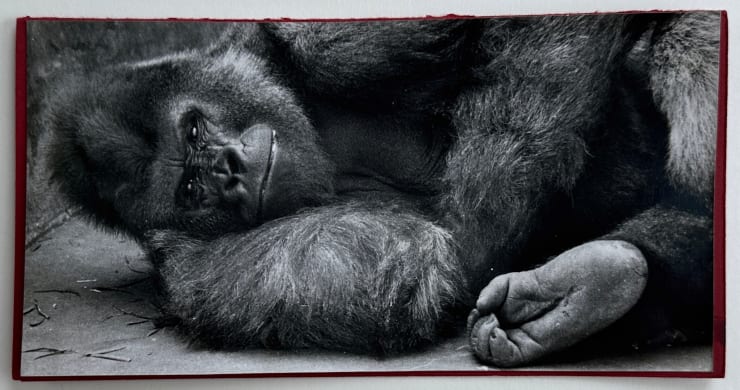Wolfgang Suschitzky, Gorilla (Kingdom of The Beasts) , 1956