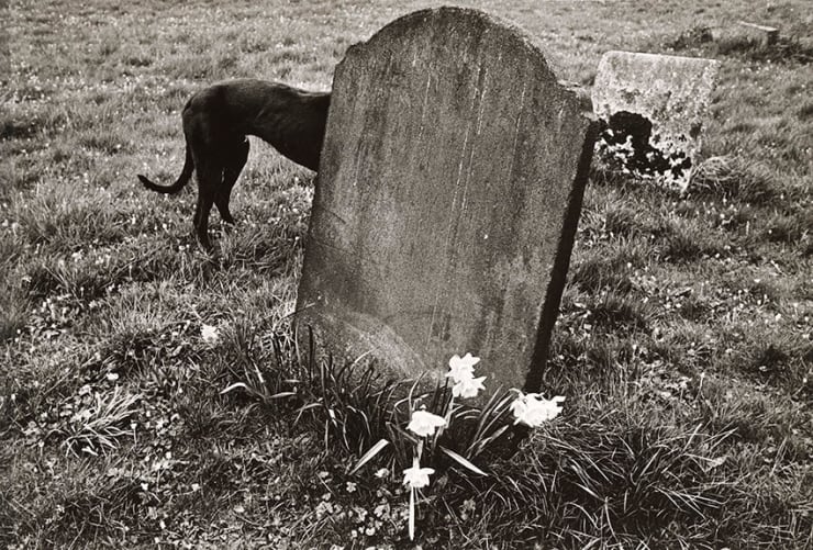 Paul Hill, Dog and Gravestone, Bradbourne , 1976