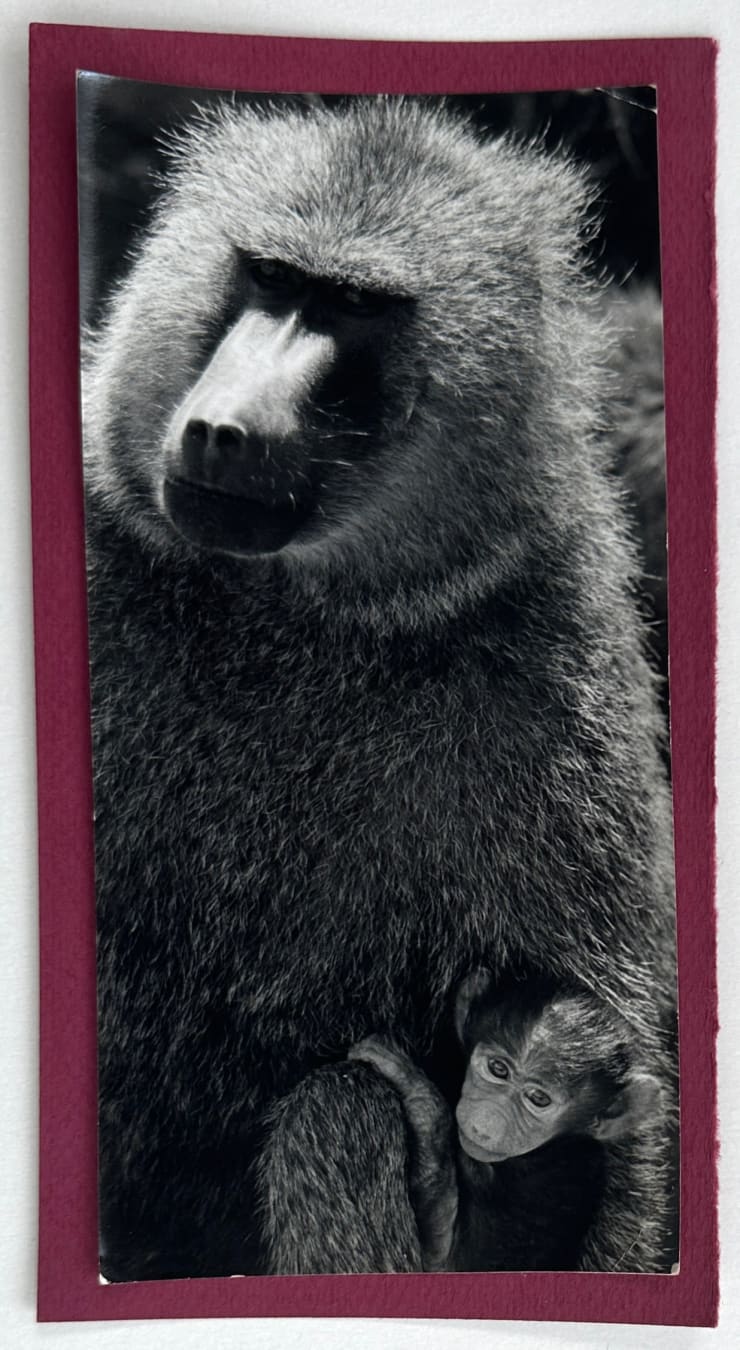 Wolfgang Suschitzky, Baboon (Kingdom of The Beasts) , 1956