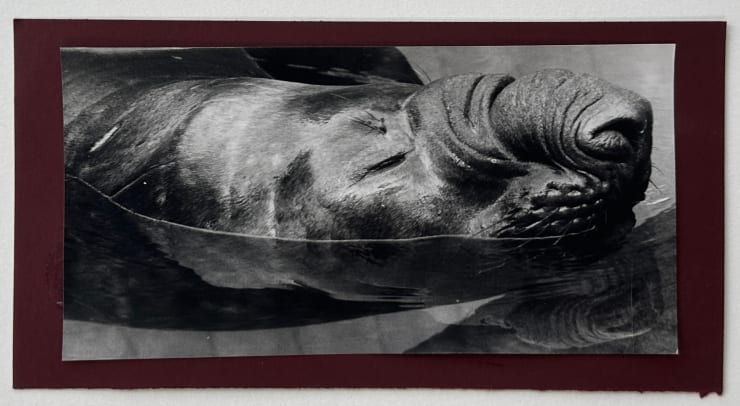 Wolfgang Suschitzky, Manatee (Kingdom of The Beasts) , 1956