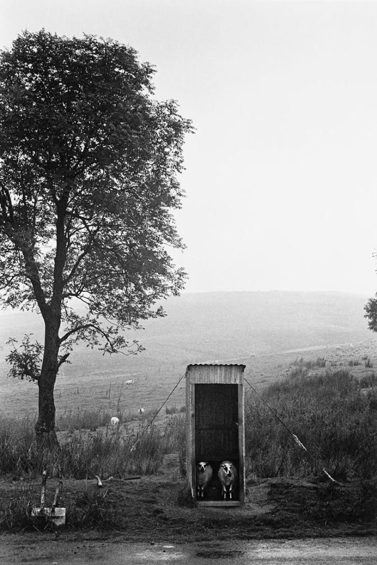David Hurn, Mynydd Eppynt. Wales. Sheep shelter from rain. Military range.