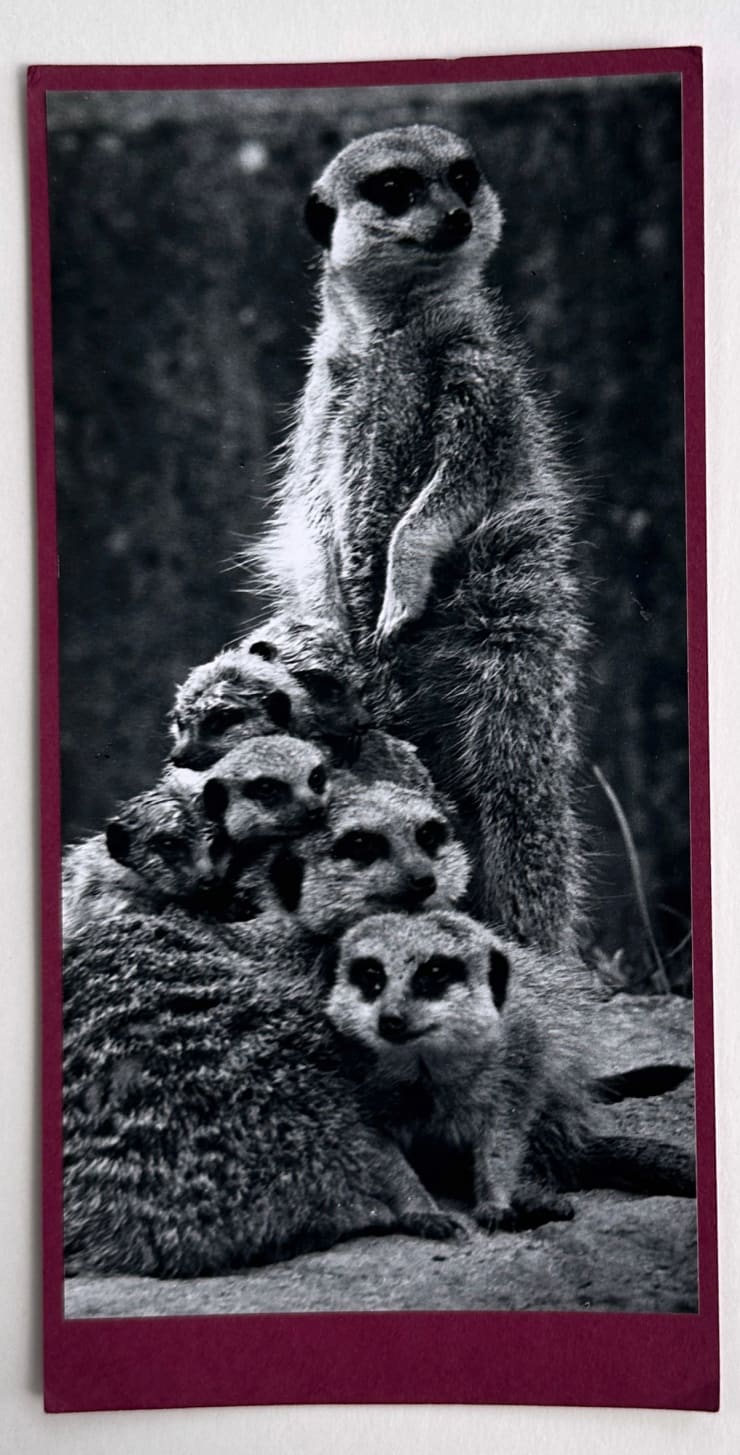 Wolfgang Suschitzky, Meerkats (Kingdom of The Beasts) , 1956