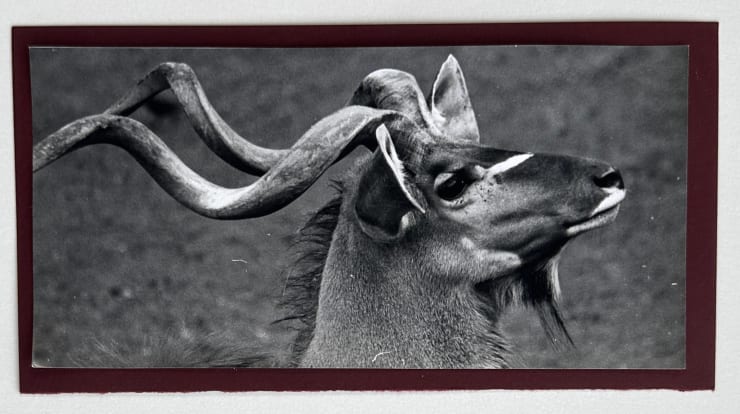 Wolfgang Suschitzky, Kudu (Kingdom of The Beasts) , 1956