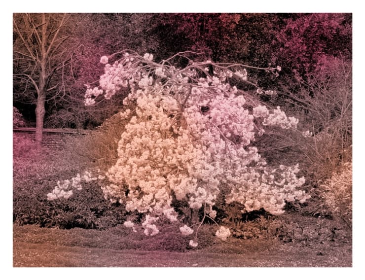 Helen Sear Spring Cherry, 2020 Hahnemuhle Fine Art Pearl Paper 22 x 30 cms 8 10/16 x 11 12/16 ins