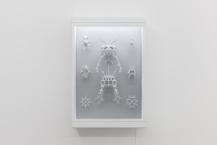 Victor Lim Seaward, Vitrine (Radiolaria After Haeckel), 2023