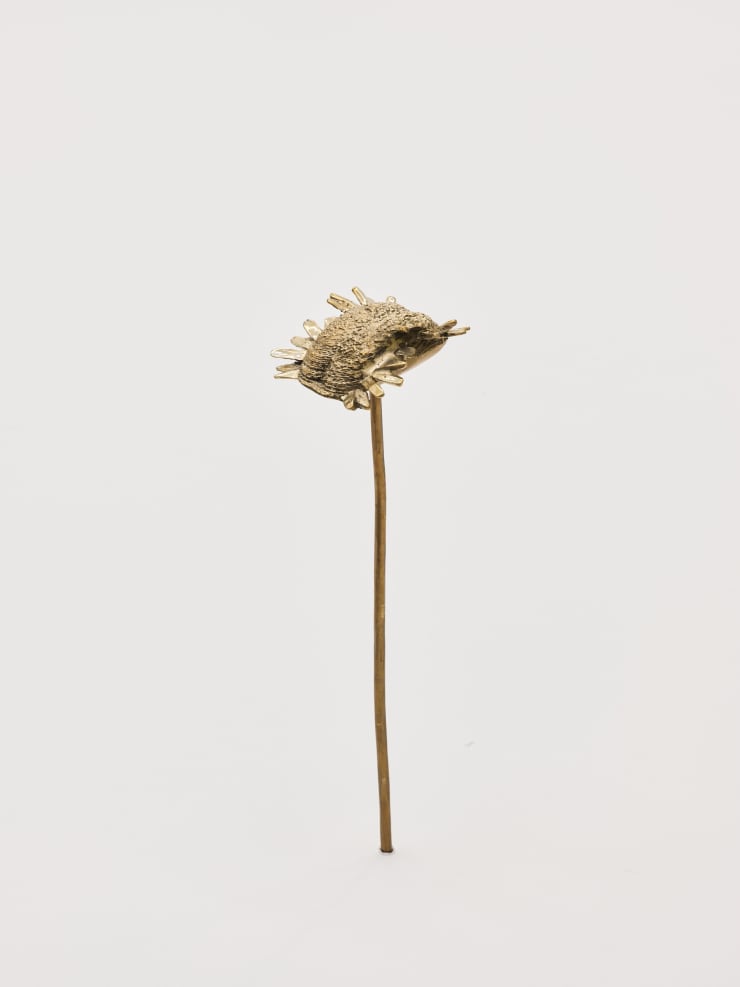 Nona Inescu, Common Daisy (Bellis perennis) VI, 2024