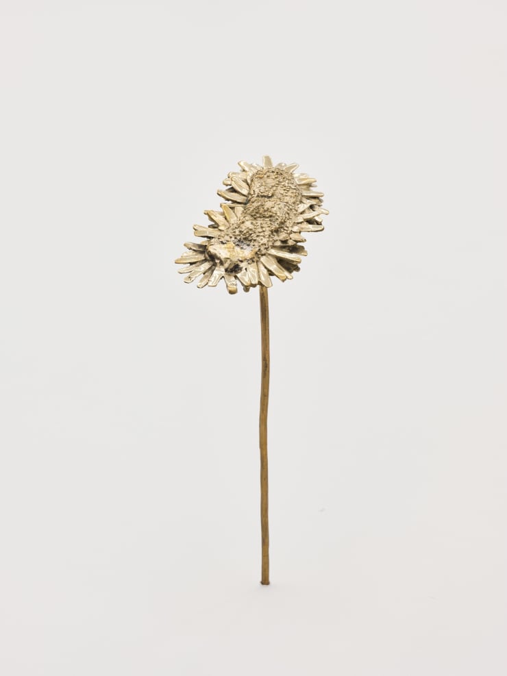 Nona Inescu, Common Daisy (Bellis perennis) VII, 2024