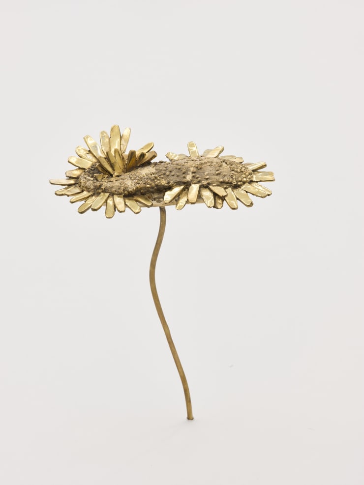 Nona Inescu, Common Daisy (Bellis perennis) X, 2024