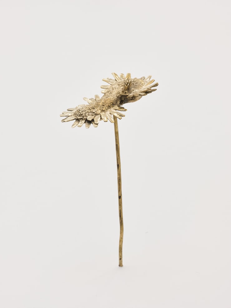 Nona Inescu, Common Daisy (Bellis perennis) V, 2024