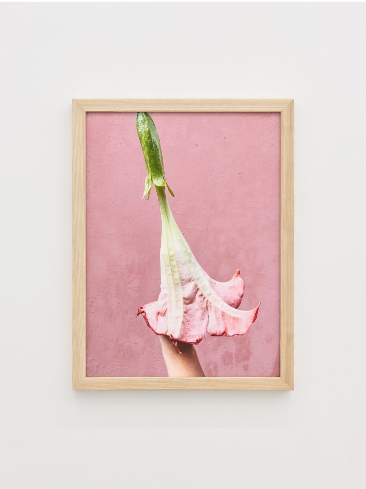 Nona Inescu, Angel’s Trumpet, 2024