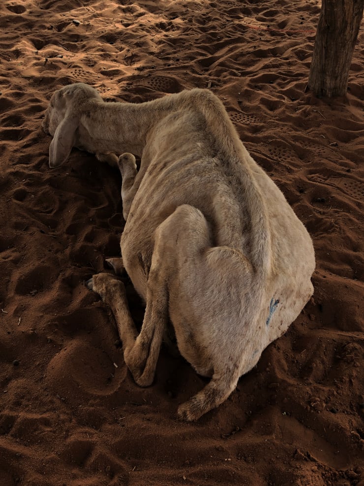 Eva Diallo, Untitled #17, série Diallo Diery, 2020